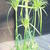 Cyperus papyrus