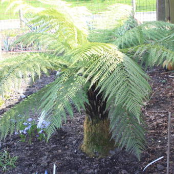 Dicksonia antarctica