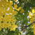 Laburnum x watereri 'Vossii'