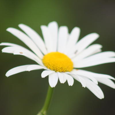 Leucanthemum vulgare 'Maikonigin'