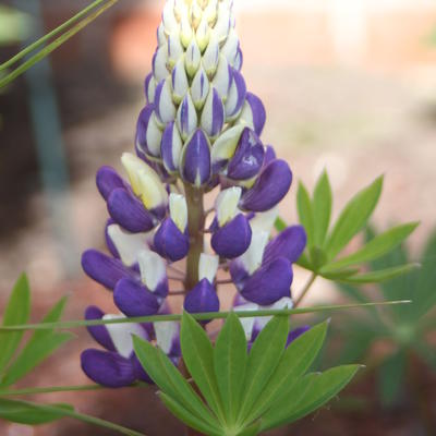 Lupinus russell 'The Governor' - Lupinus  russell 'The Governor'