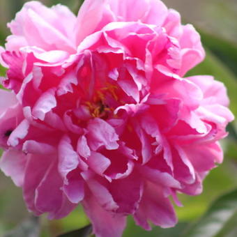 Paeonia lactiflora 'Bunker Hill'