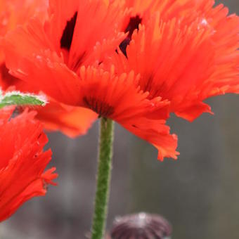 Papaver orientale 'Türkenlouis'