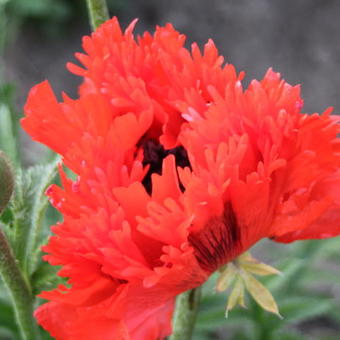 Papaver orientale 'Türkenlouis'