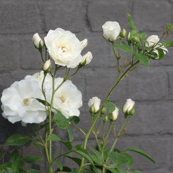 Rosa 'Climbing Schneewittchen'