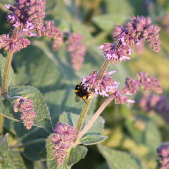 Salvia verticillata 'Purple Rain'