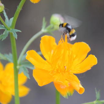 Trollius chinensis 'Golden Queen'