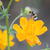 Trollius chinensis 'Golden Queen'