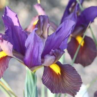 Iris x hollandica 'Eye of the Tiger'