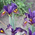 Iris x hollandica 'Eye of the Tiger' - 