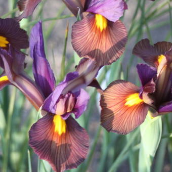 Iris x hollandica 'Eye of the Tiger'