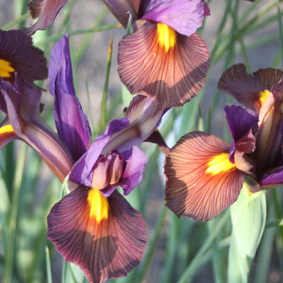 Iris x hollandica 'Eye of the Tiger' - 