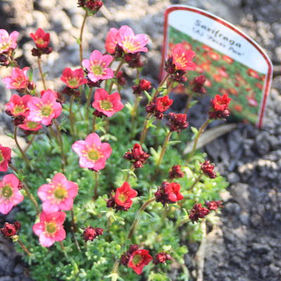 Saxifraga x arendsii 'Peter Pan' (Mossy Group) - Saxifraga x arendsii 'Peter Pan' (Mossy Group)