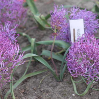 Muscari comosum 'Plumosum'