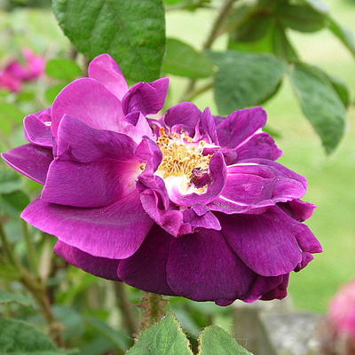 Rosa 'Nuits de Young' - 