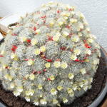 Mammillaria - 