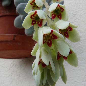 Pachyphytum oviferum