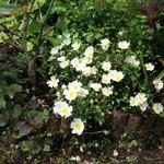 Cistus x obtusifolius - Cistus x obtusifolius