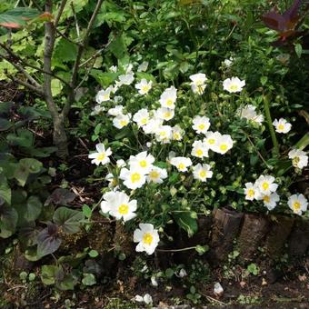 Cistus x obtusifolius