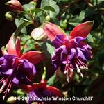 Fuchsia 'Winston Churchill' - 