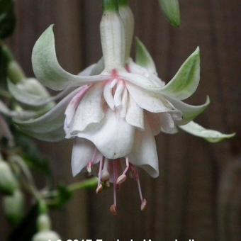 Fuchsia 'Annabel'