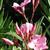 Nerium oleander