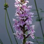 Dactylorhiza fuchsii - Orchis de Fuchs