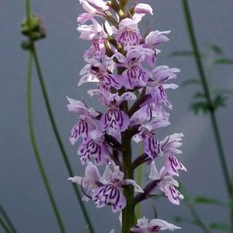 Dactylorhiza fuchsii