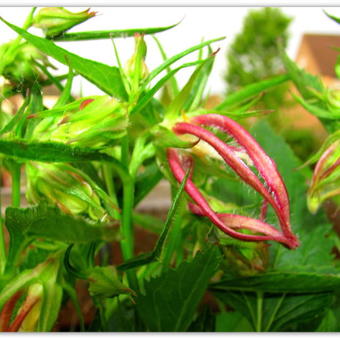 Campanula punctata 'Pink Octopus'