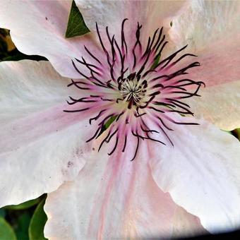 Clematis 'Hagley Hybrid'