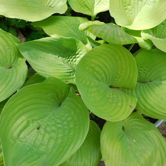 Hosta 'Sum and Substance'