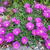 Delosperma 'Pink Zulu'