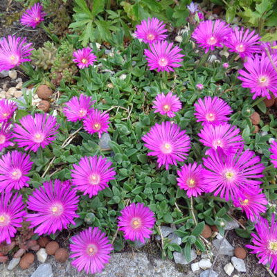 Delosperma 'Pink Zulu' - 