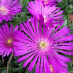 Delosperma 'Pink Zulu' - 