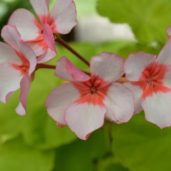 Pelargonium 'Scottow Star'