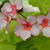 Pelargonium 'Scottow Star'