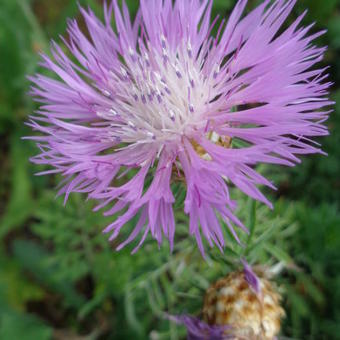 Centaurea dealbata