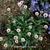 Erigeron 'Four Winds'