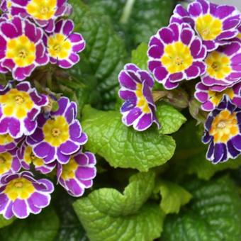 Primula elatior 'Silver Lace Purple'