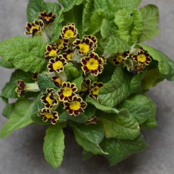 Primula elatior 'Gold Lace Black'