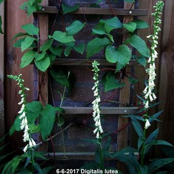 Digitalis lutea