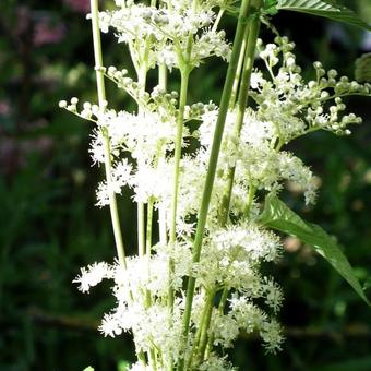 Filipendula ulmaria