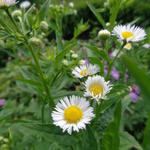 Erigeron annuus - Feinstrahl