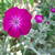 Lychnis coronaria