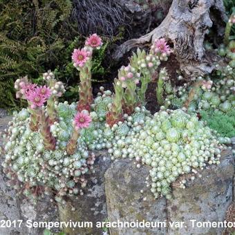 Sempervivum arachnoideum var. Tomentosum