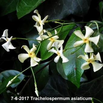 Trachelospermum asiaticum