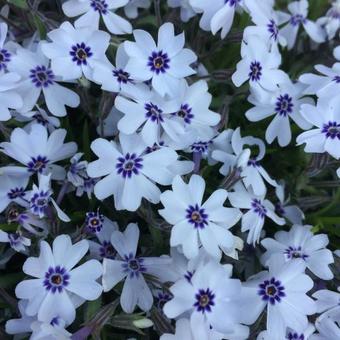 Phlox subulata 'Bavaria'