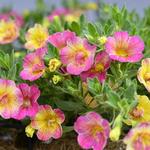 Calibrachoa 'Chameleon Double Pink-Yellow' - 