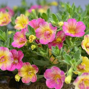 Calibrachoa 'Chameleon Double Pink-Yellow'