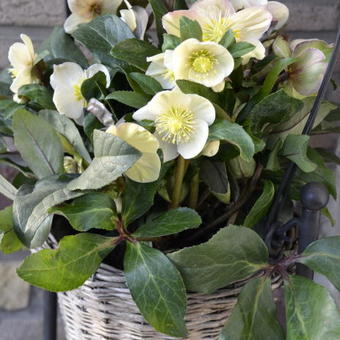 Helleborus x ballardiae HGC 'Snow Dance'